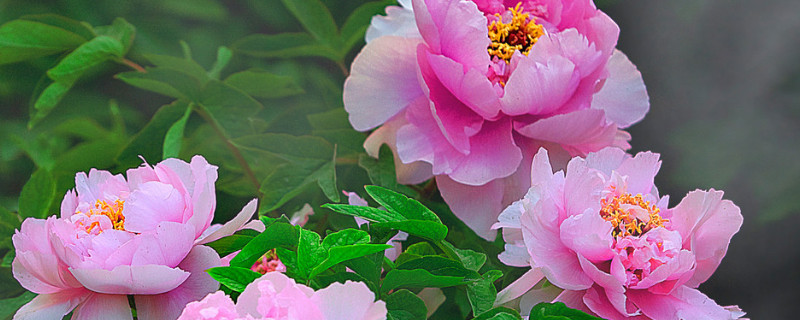 牡丹的花语（牡丹的花语是什么）