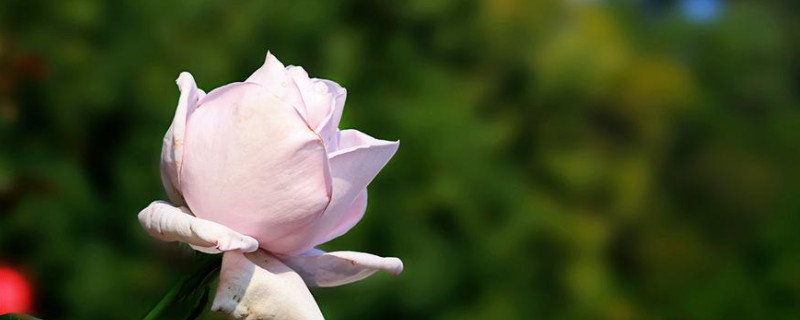 30朵玫瑰花的含义（30朵玫瑰代表啥）