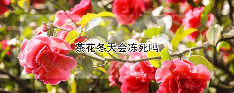 茶花冬天会冻死吗（茶花冬天会冻死吗图片）