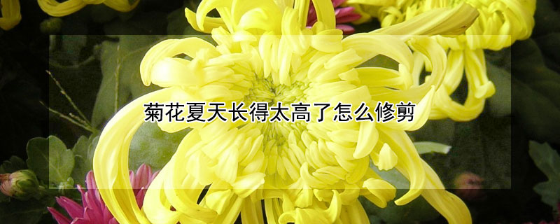 菊花夏天长得太高了怎么修剪 菊花夏天长得太高了怎么修剪贴吧