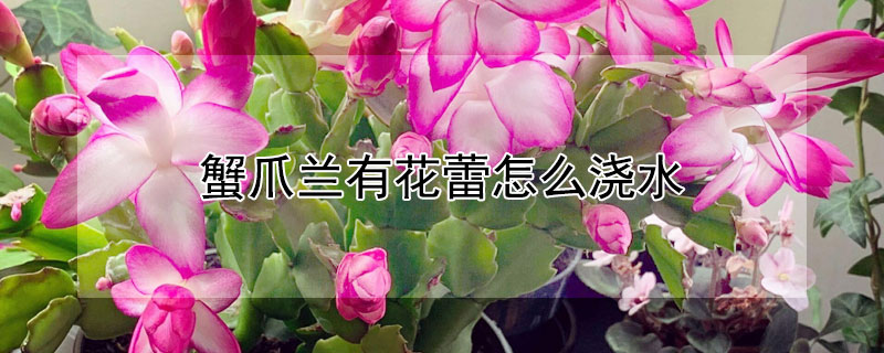 蟹爪兰有花蕾怎么浇水 蟹爪兰有花蕾怎么浇水呢