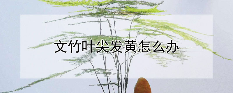 文竹叶尖发黄怎么办（文竹叶尖黄了怎么办）