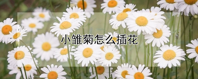 小雏菊怎么插花 小雏菊怎么插花好看大花瓶