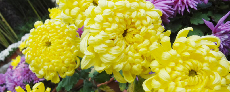 菊花的花语（菊花的花语和诗句）