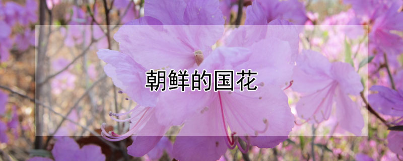 朝鲜的国花 朝鲜的国花是什么花金达莱
