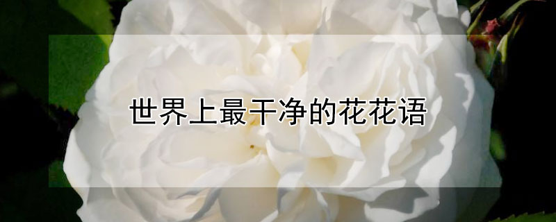 世界上最干净的花花语 世界上最干净纯洁的花