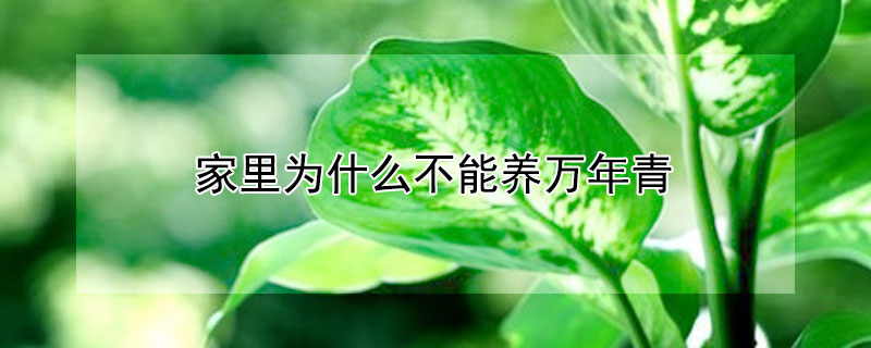 家里为什么不能养万年青（家里为什么不能养万年青风水）
