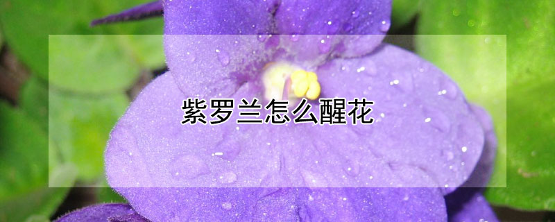 紫罗兰怎么醒花（紫罗兰怎么醒花比较好）
