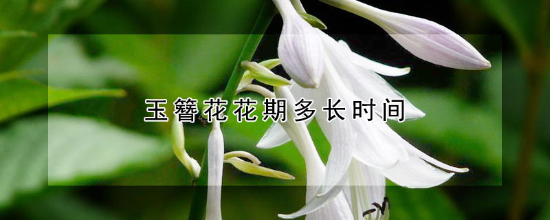 玉簪花花期多长时间（玉簪花几年开一次花）