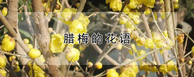 腊梅的花语（腊梅的花语和象征）