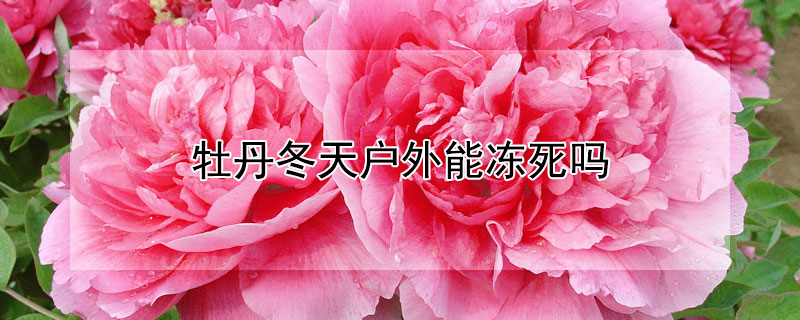 牡丹冬天户外能冻死吗（牡丹花耐寒零下多少度）