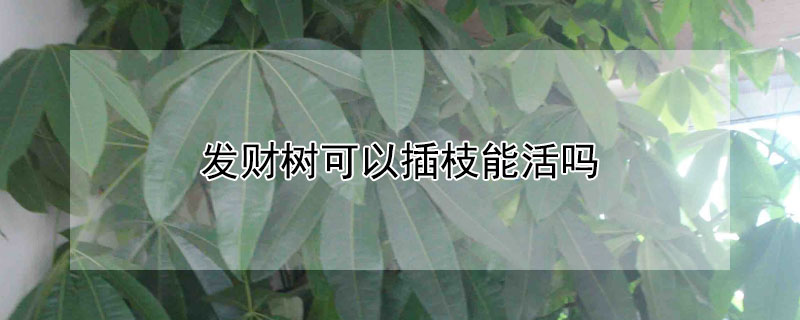 发财树可以插枝能活吗（发财树可以直接插枝丫吗?）