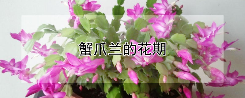 蟹爪兰的花期（蟹爪兰的花期是什么时候）