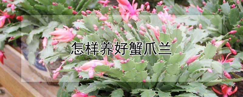 怎样养好蟹爪兰 怎样养好蟹爪兰视频
