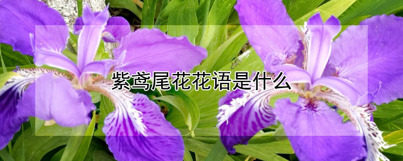 紫鸢尾花花语是什么 紫鸢尾花的寓意