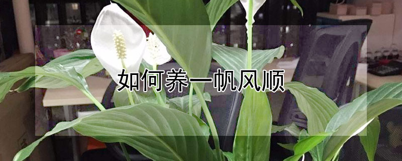 如何养一帆风顺（如何养一帆风顺爆盆）