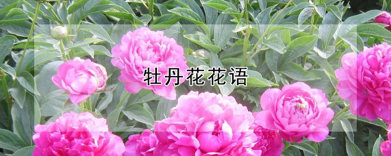 牡丹花花语 黑色牡丹花花语
