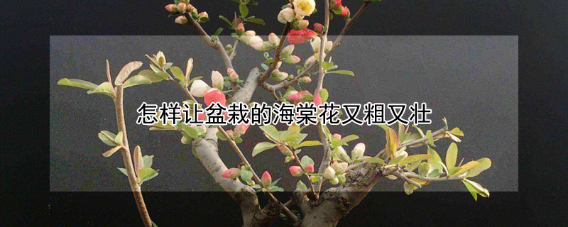 怎样让盆栽的海棠花又粗又壮（怎么让海棠花爆盆）