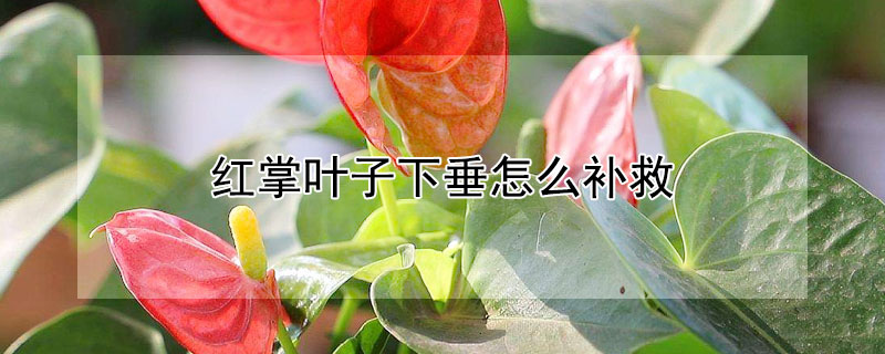 红掌叶子下垂怎么补救（红掌叶子下垂怎么补救好）