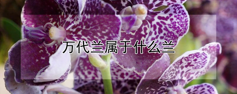 万代兰属于什么兰 万代兰属于什么兰种