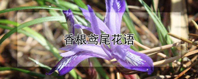 香根鸢尾花语（香根鸢尾长什么样）