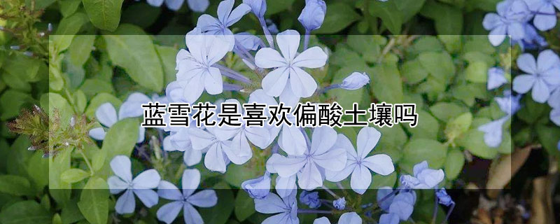 蓝雪花是喜欢偏酸土壤吗 蓝雪花是喜酸植物吗