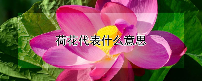 荷花代表什么意思 几朵荷花代表什么意思