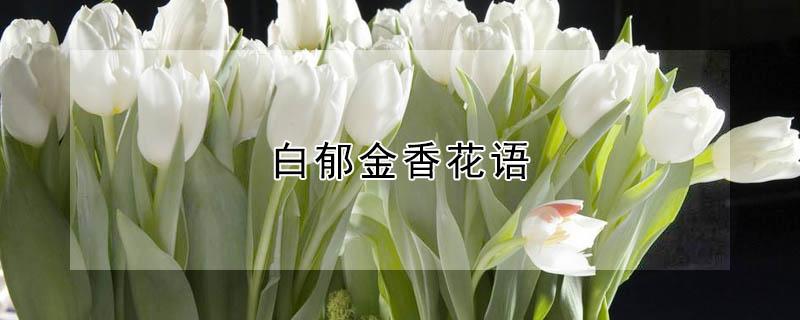 白郁金香花语（紫色郁金香花语）