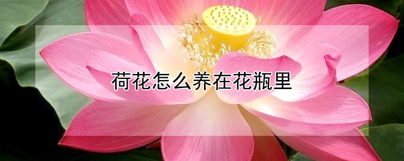 荷花怎么养在花瓶里 荷花怎么养在花瓶里怎么才长久
