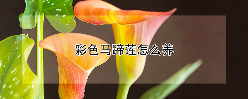 彩色马蹄莲怎么养（彩色马蹄莲怎么养护和管理）