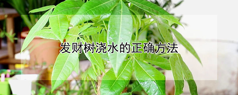 发财树浇水的正确方法 发财树浇水的正确方法盆栽