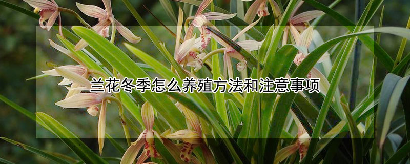 兰花冬季怎么养殖方法和注意事项 兰花冬季怎么养殖方法和注意事项图片