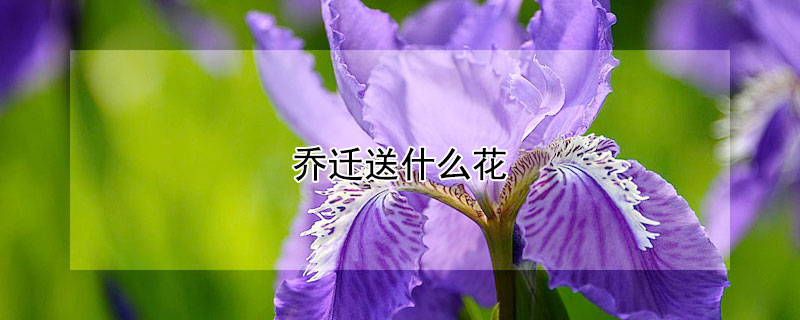 乔迁送什么花（乔迁送什么花合适）