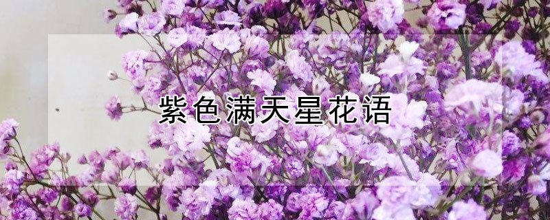 紫色满天星花语（紫色满天星花语代表什么意思）