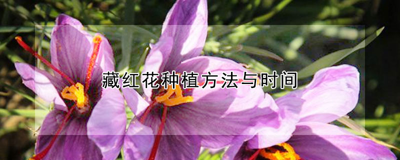 藏红花种植方法与时间（藏红花种植方法与时间视频）