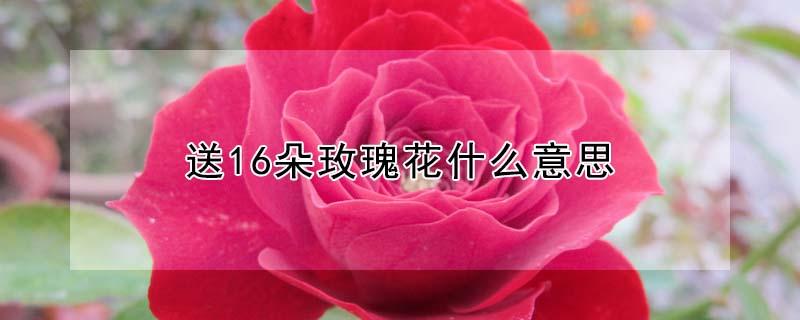 送16朵玫瑰花什么意思（送16朵玫瑰花的含义）