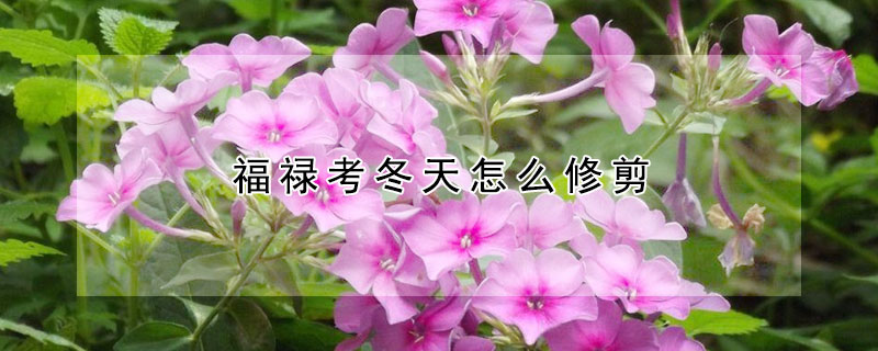 福禄考冬天怎么修剪（福禄考耐寒吗）