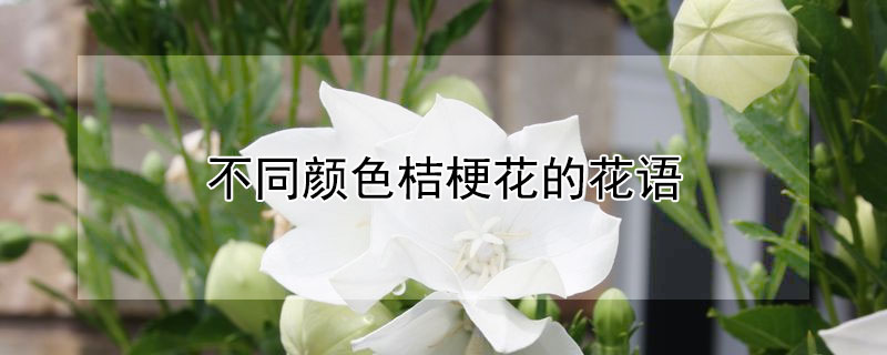 不同颜色桔梗花的花语（桔梗各种颜色的花语）
