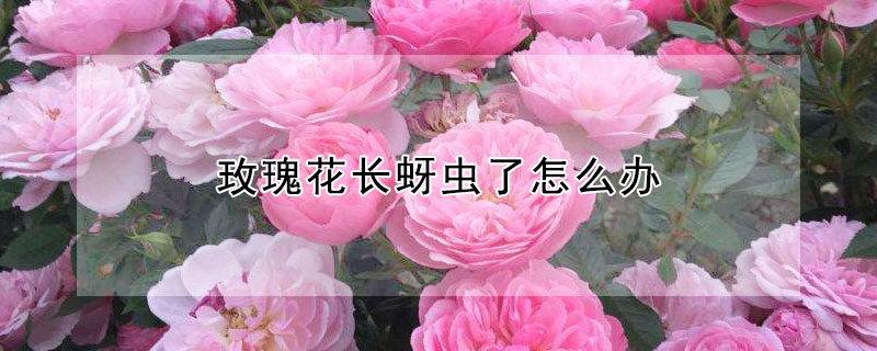 玫瑰花长蚜虫了怎么办（玫瑰花长蚜虫了怎么办呢）
