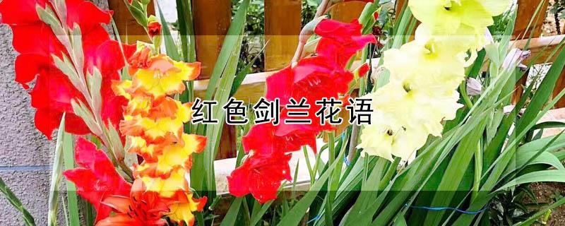 红色剑兰花语 剑兰 红色