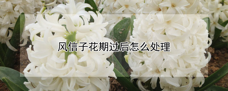 风信子花期过后怎么处理 风信子花期过后怎么办