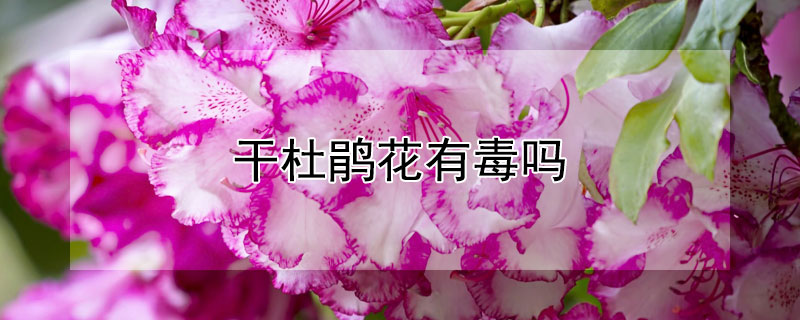 干杜鹃花有毒吗 干杜鹃花有毒吗怎么养