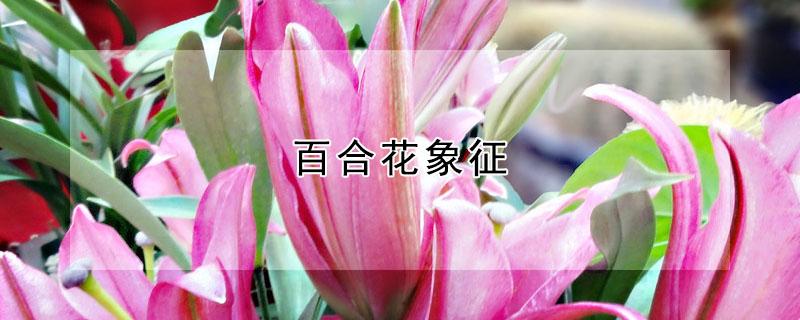 百合花象征（百合花象征着什么四个字）