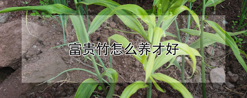 富贵竹怎么养才好（富贵竹怎么养才好看）