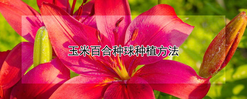 玉米百合种球种植方法（玉米百合种球种植方法和时间）