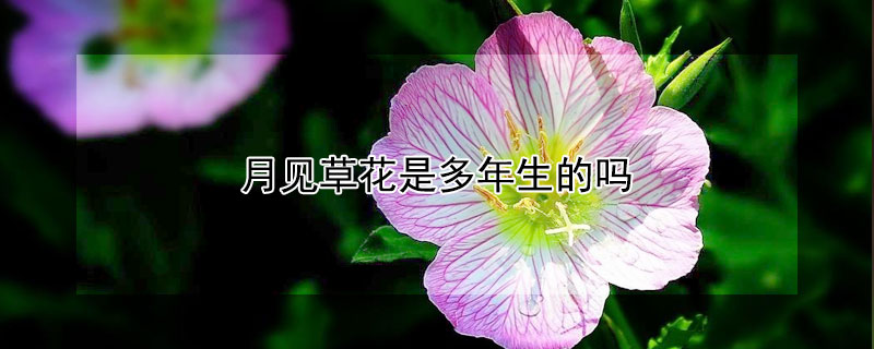 月见草花是多年生的吗 月见草花是多年生的吗有毒吗