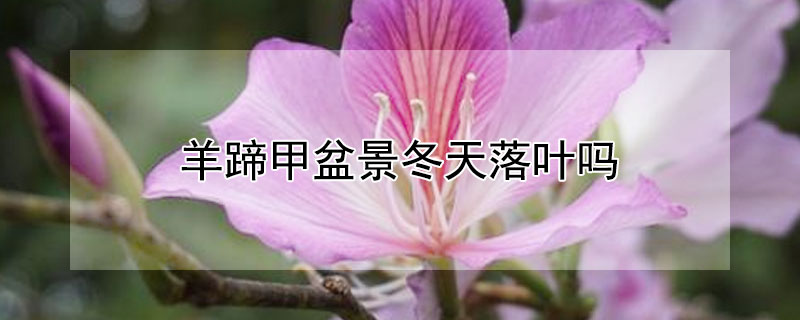 羊蹄甲盆景冬天落叶吗 羊蹄甲盆景生长环境