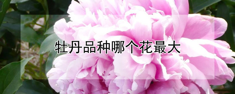 牡丹品种哪个花最大 牡丹品种哪个花最大的