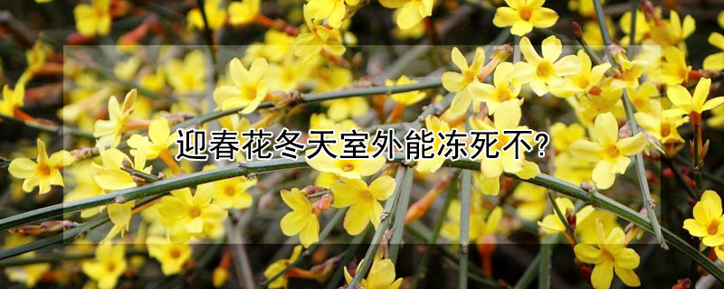 迎春花冬天室外能冻死不?（迎春花冬天需要放到室内吗）