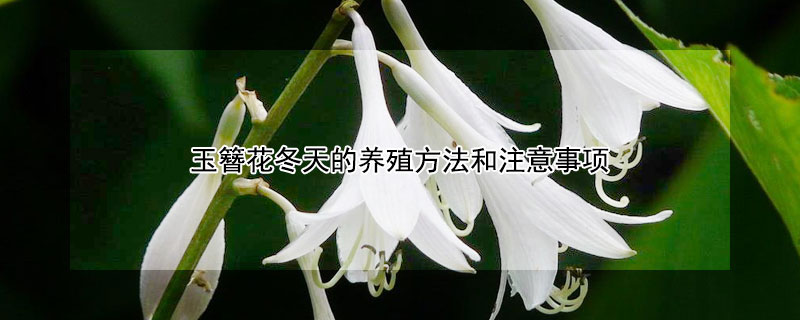 玉簪花冬天的养殖方法和注意事项 玉簪花冬天可以过冬吗